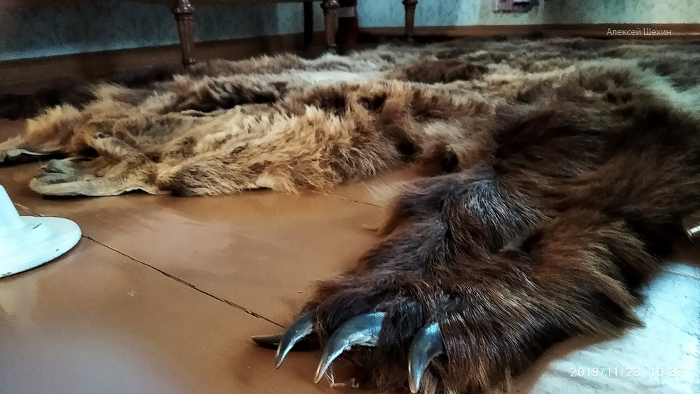 Шкура медведя на полу в Музее Некрасова